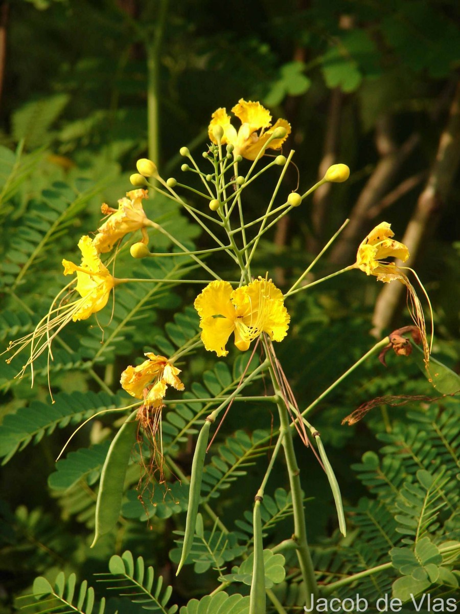 Caesalpinia pulcherrima (L.) Sw.